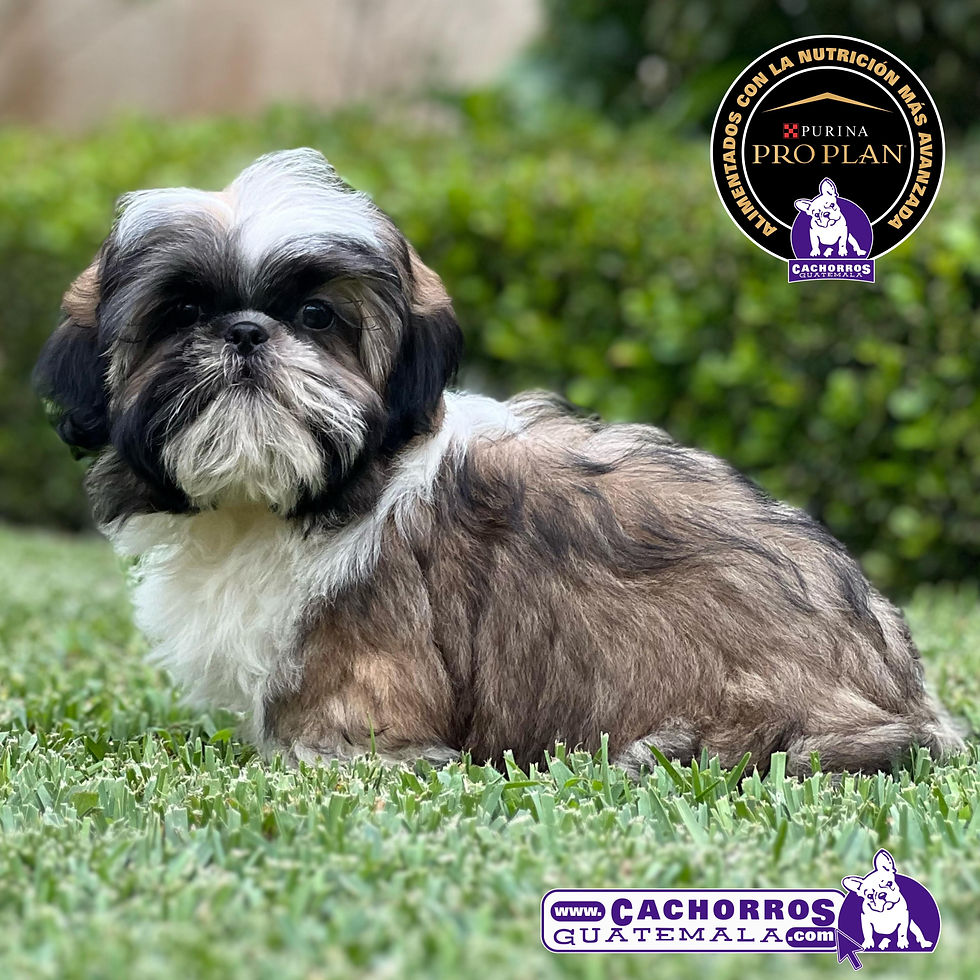 Miniatura: Hermoso Shih Tzu