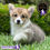 Miniatura: Hermosa Welsh Corgi Pembroke