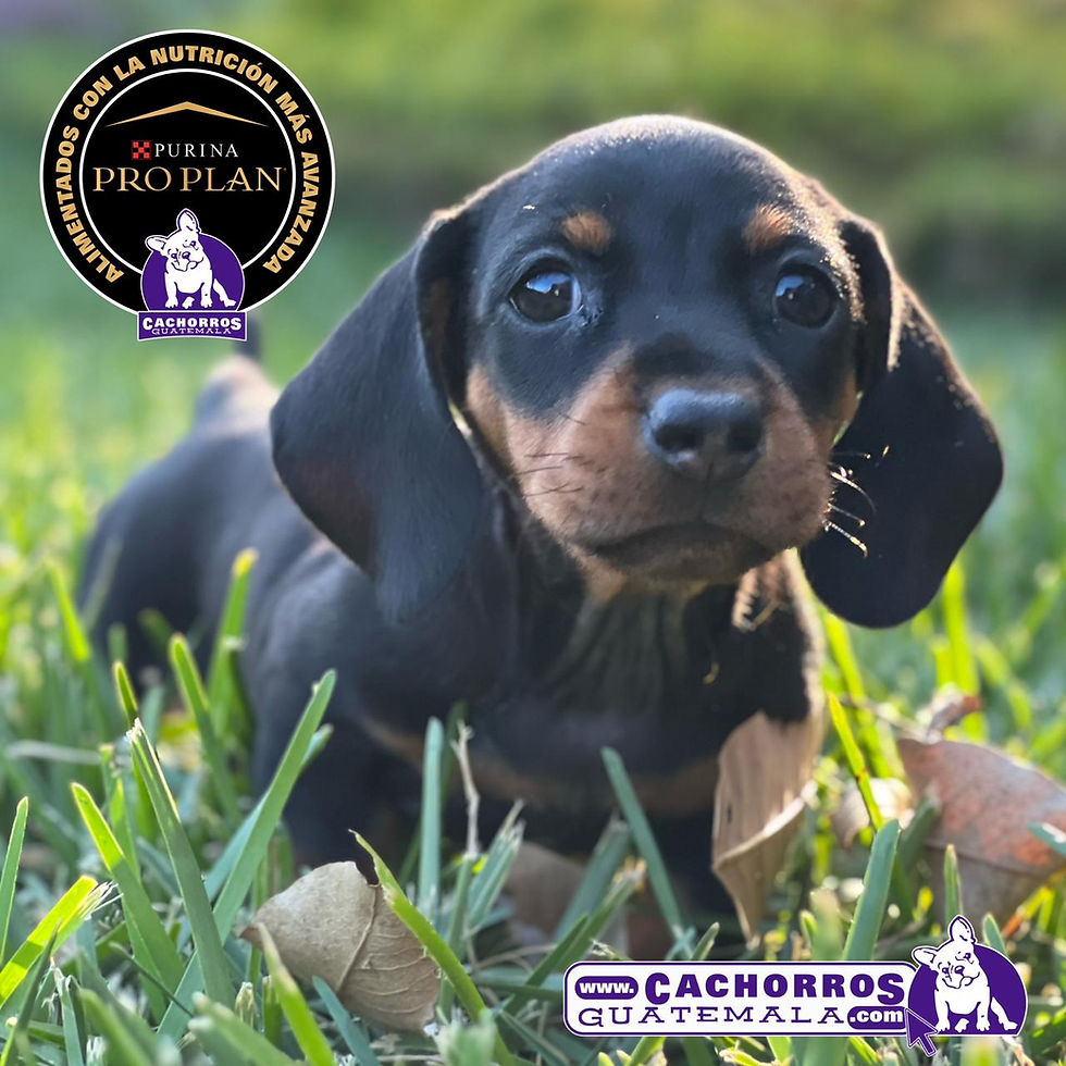 Miniatura: Preciosa Dachshund (Salchicha)