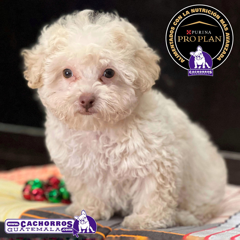 Miniatura: Hermoso French Poodle