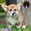 Miniatura: Guapísimo Welsh Corgi Pembroke