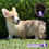 Miniatura: Preciosa Welsh Corgi Pembroke