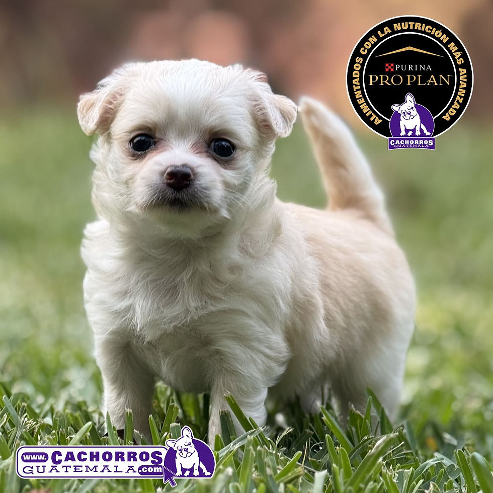 Miniatura: Preciosa Chihuahua