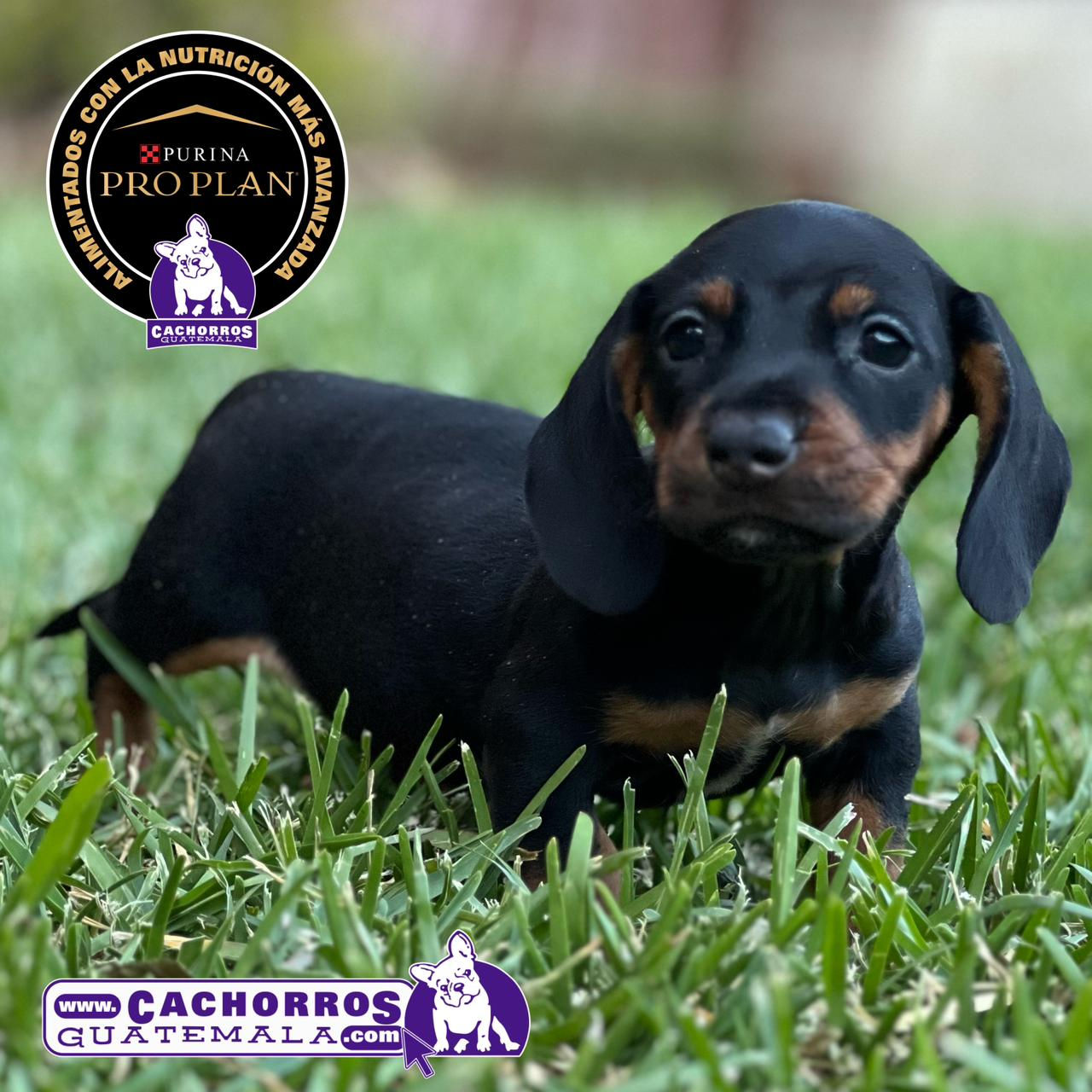 Hermoso Dachshund (Salchicha)