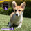 Miniatura: Guapo Welsh Corgi Pembroke