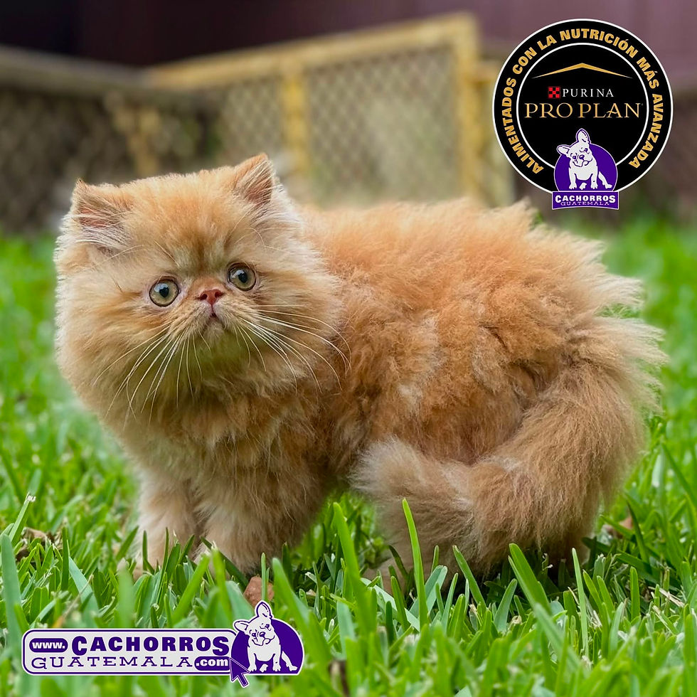 Miniatura: Precioso Gatito Persa