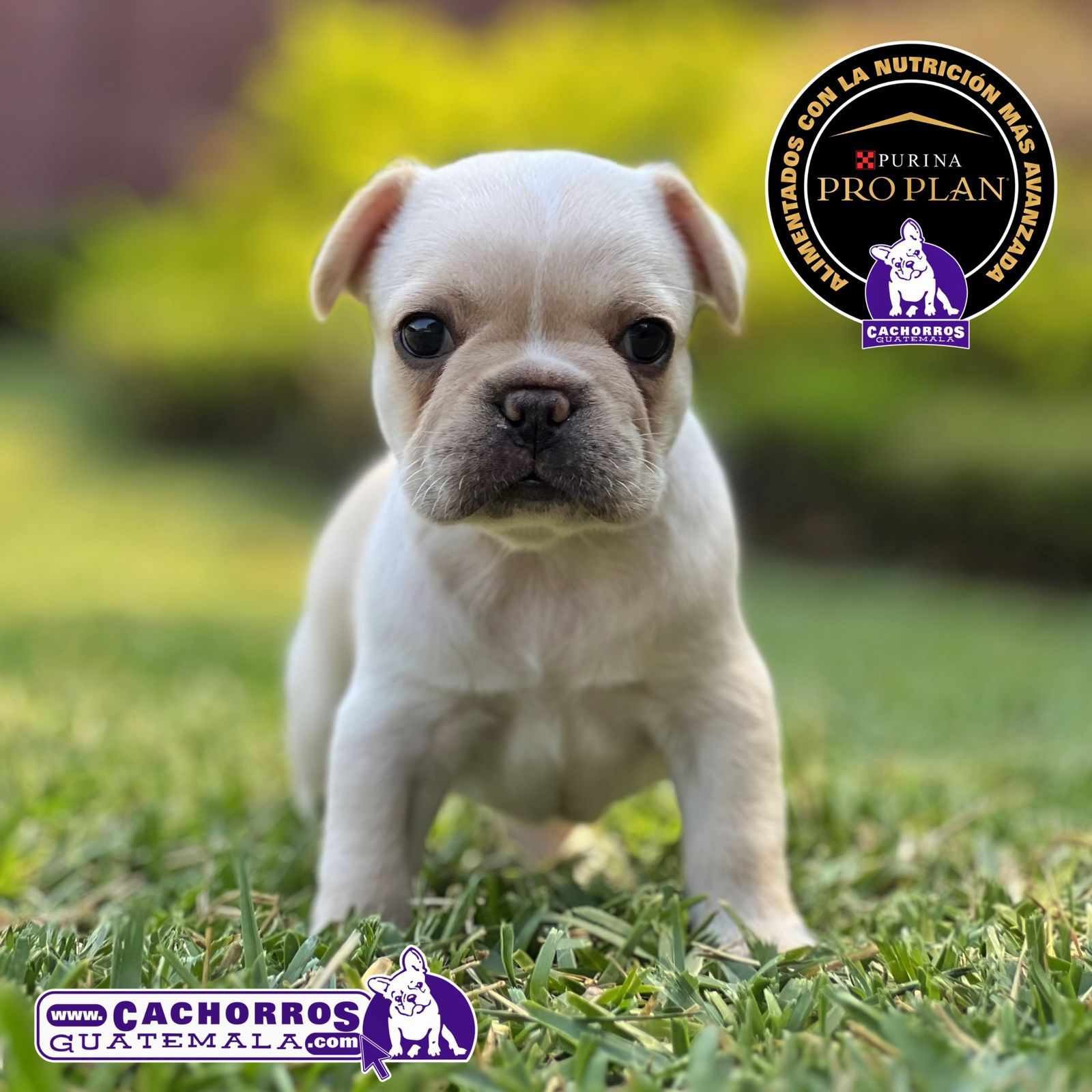 Guapa Bulldog Francés