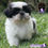 Miniatura: Hermosa Shih Tzu