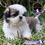Miniatura: Guapo Shih Tzu
