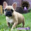 Miniatura: Guapa Bulldog Francés