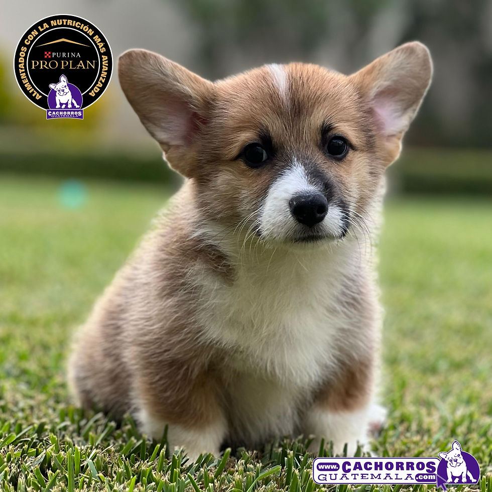 Miniatura: Hermoso Welsh Corgi Pembroke