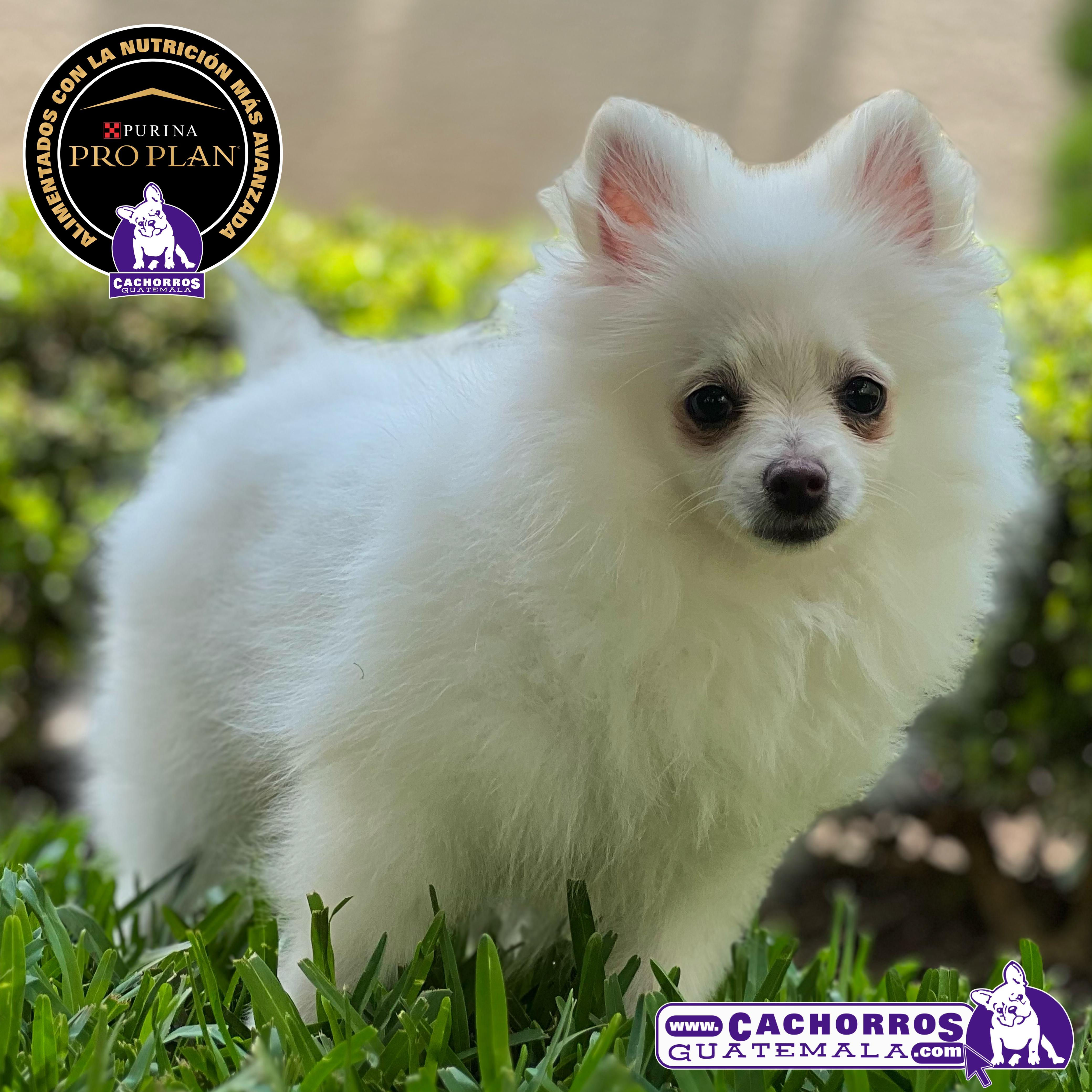 Preciosa Pomeranian
