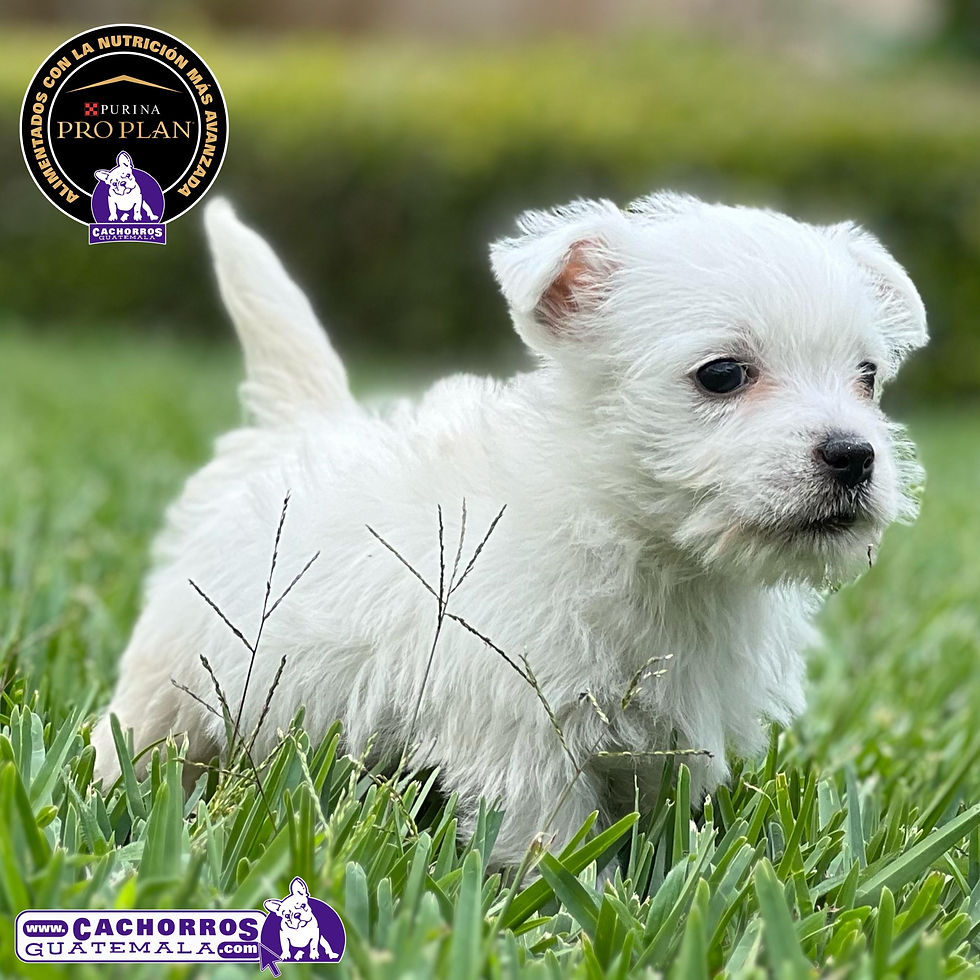 Miniatura: Espectacular Westy