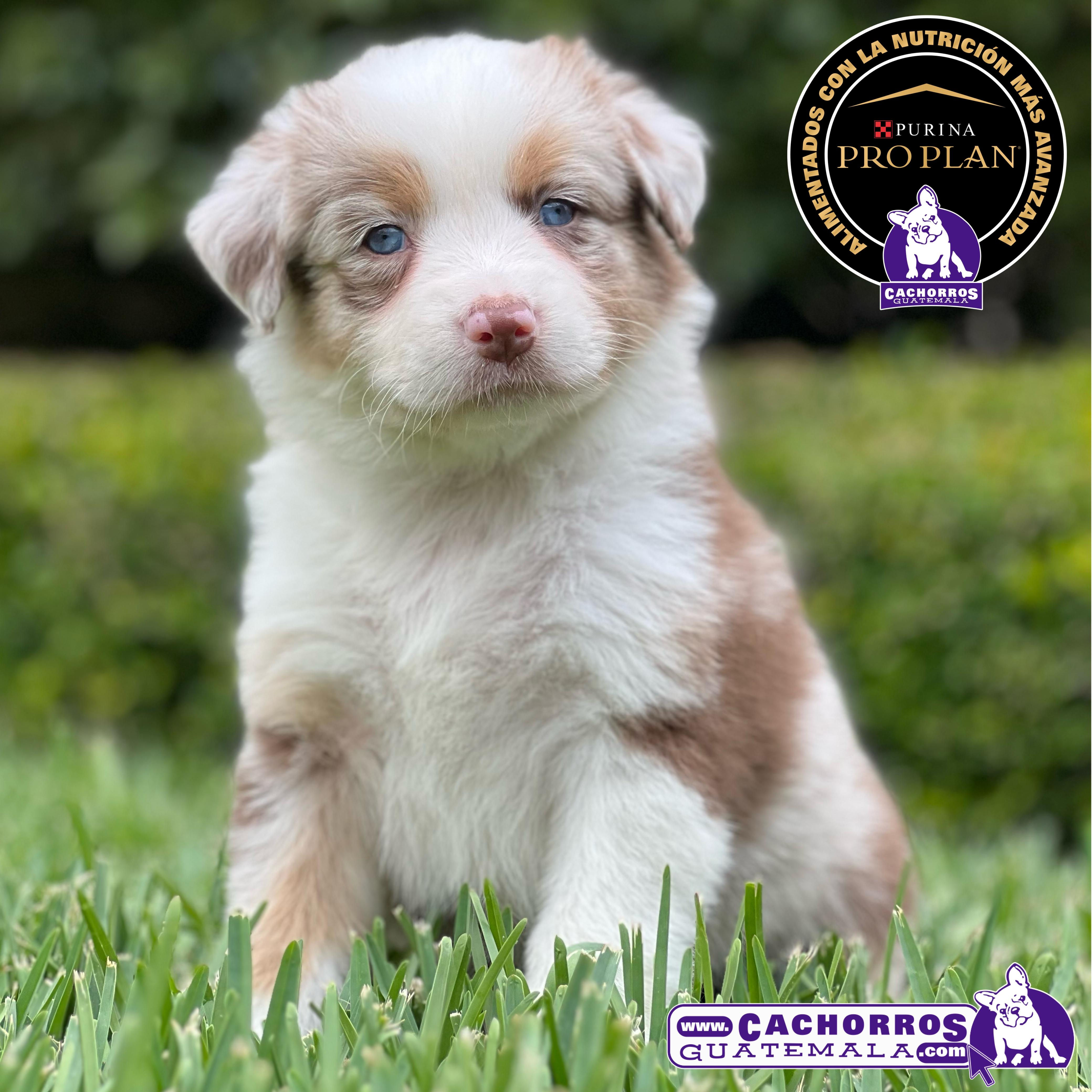 Preciosa Pastor Australiano Aussie