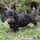 Miniatura: Preciosa Dachshund (Salchicha)