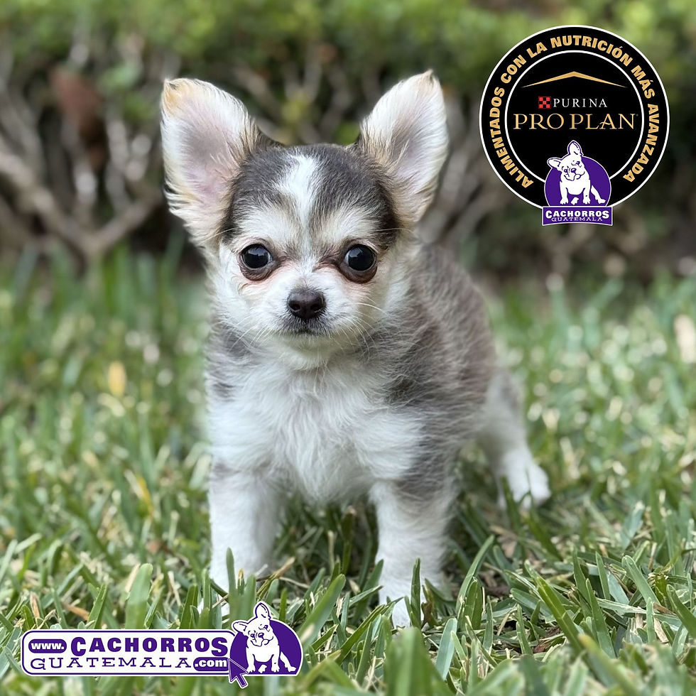 Miniatura: Guapo Chihuahua