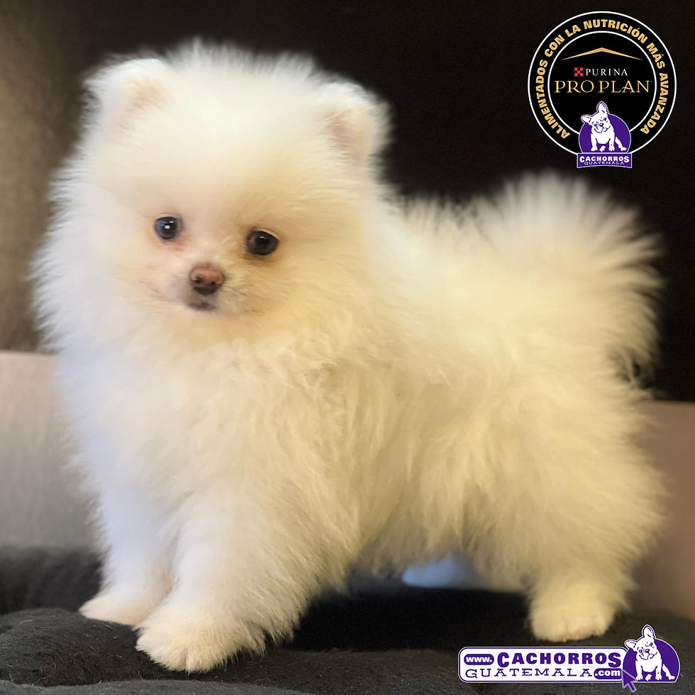Miniatura: Hermoso Pomeranian