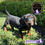 Miniatura: Hermoso Dachshund (Salchicha)