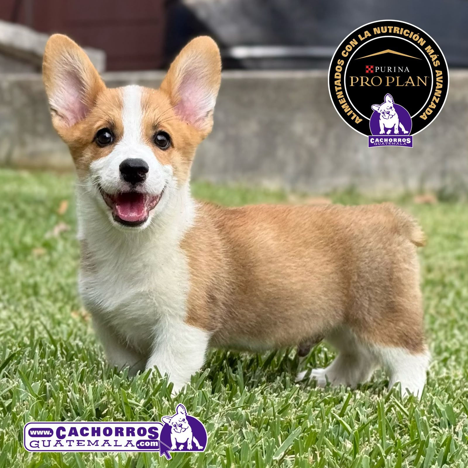 Precioso Welsh Corgi Pembroke