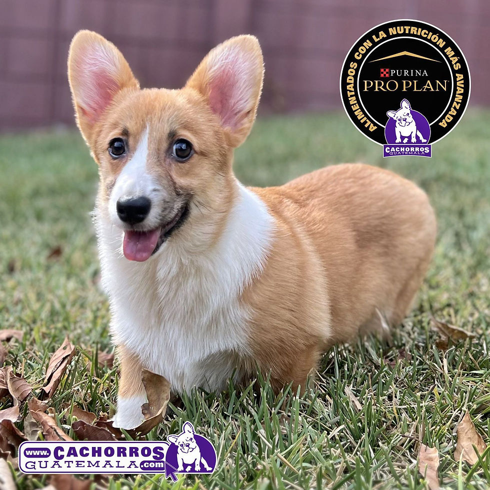 Miniatura: Preciosa Welsh Corgi Pembroke