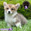 Miniatura: Hermosa Welsh Corgi Pembroke