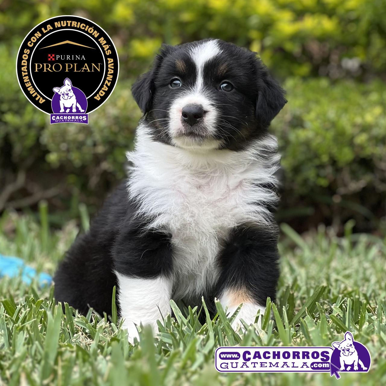 Precioso Pastor Australiano Aussie