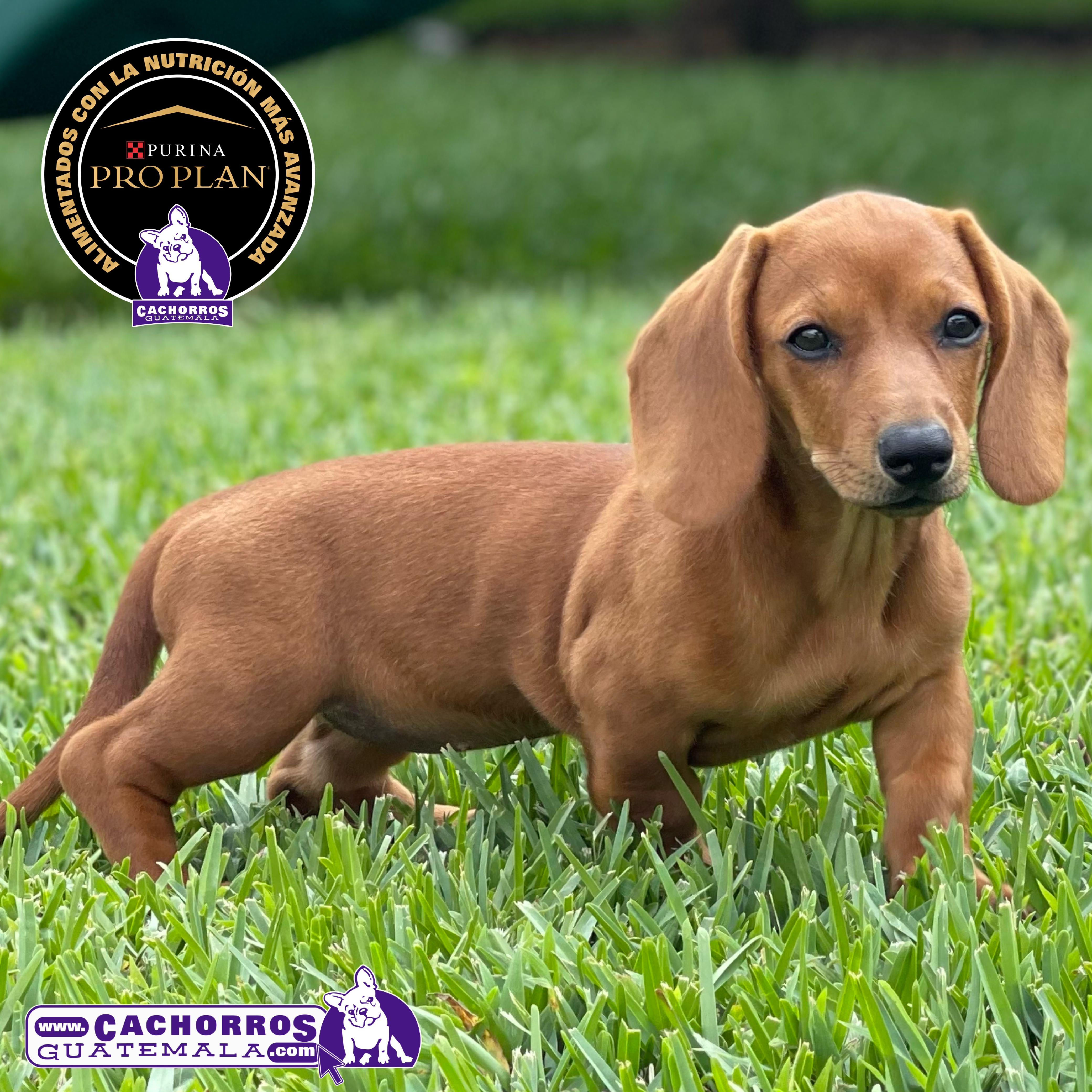 Hermosa Dachshund (Salchicha)
