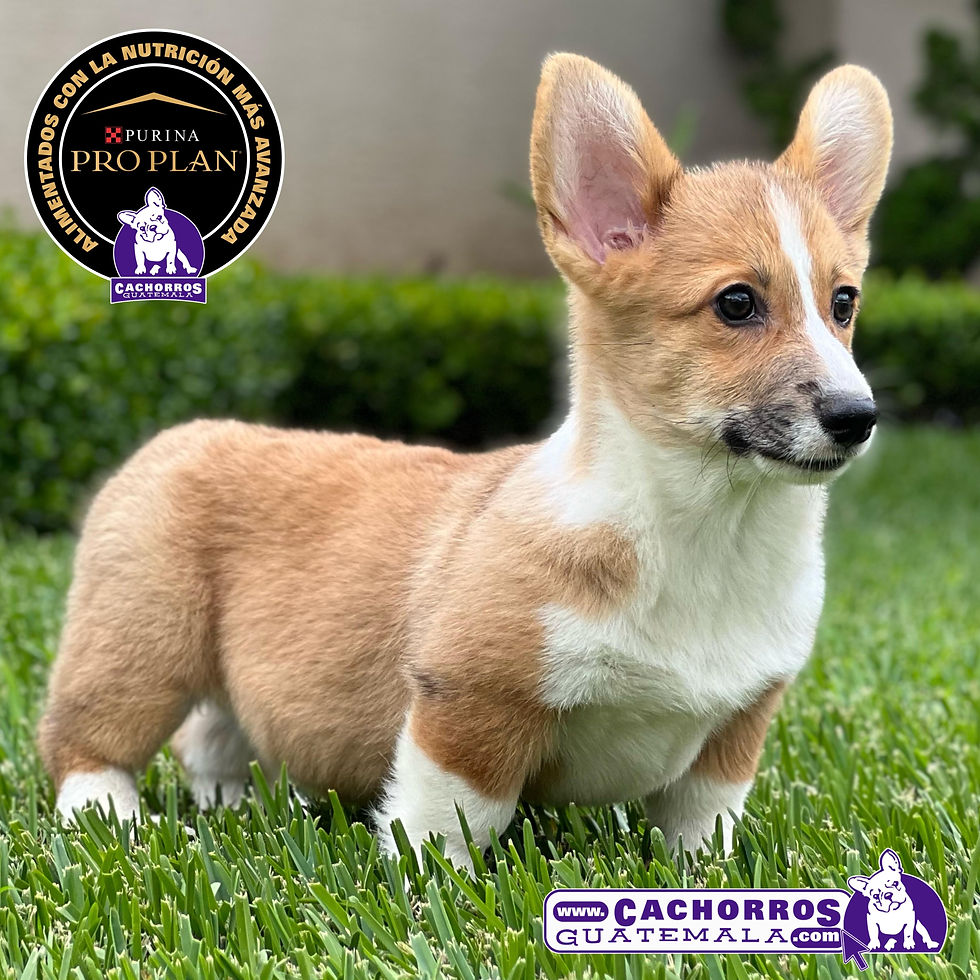 Miniatura: Guapísimo Welsh Corgi Pembroke