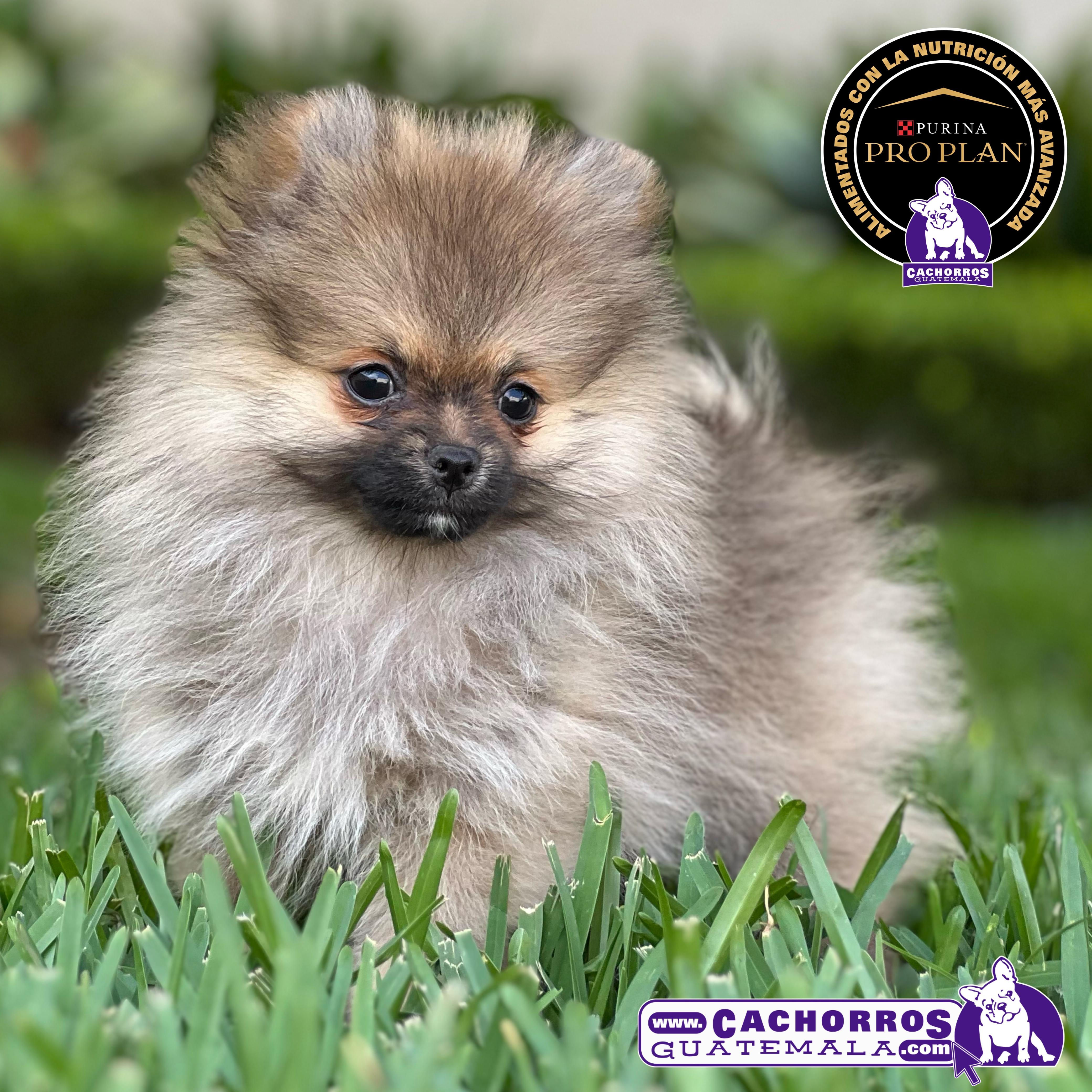 Hermoso Pomeranian