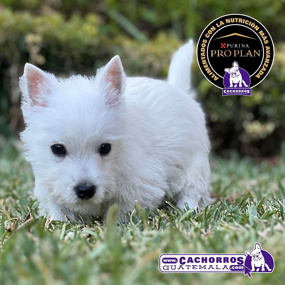 Miniatura: Hermoso Westy