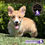 Miniatura: Guapísimo Welsh Corgi Pembroke