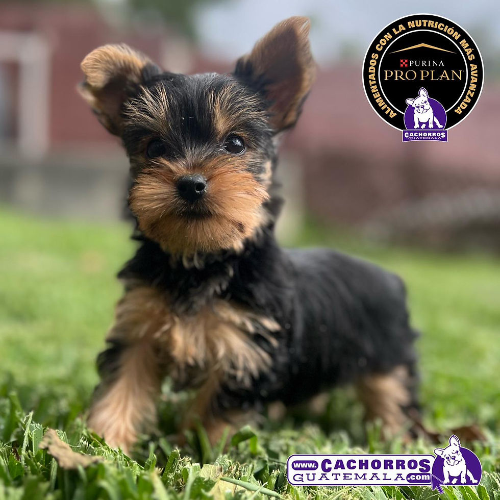 Miniatura: Hermoso Yorkshire Terrier