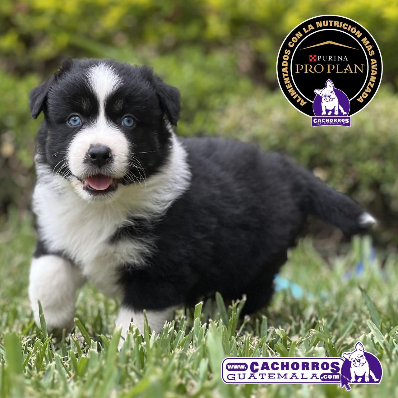 Precioso Pastor Australiano Aussie