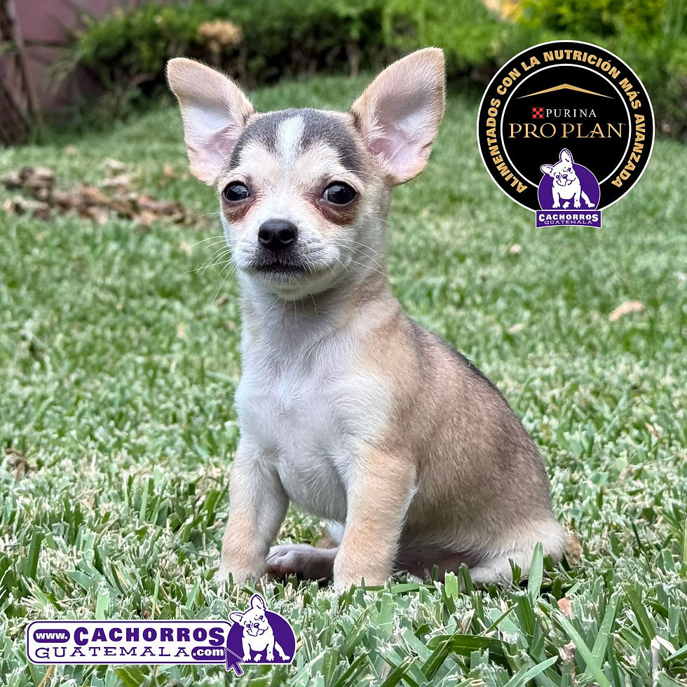 Miniatura: Guapo Chihuahua