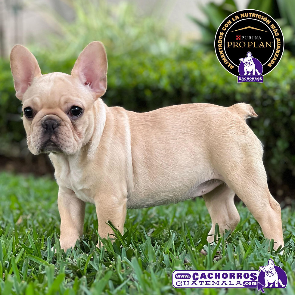 Miniatura: Hermosa Bulldog Francés
