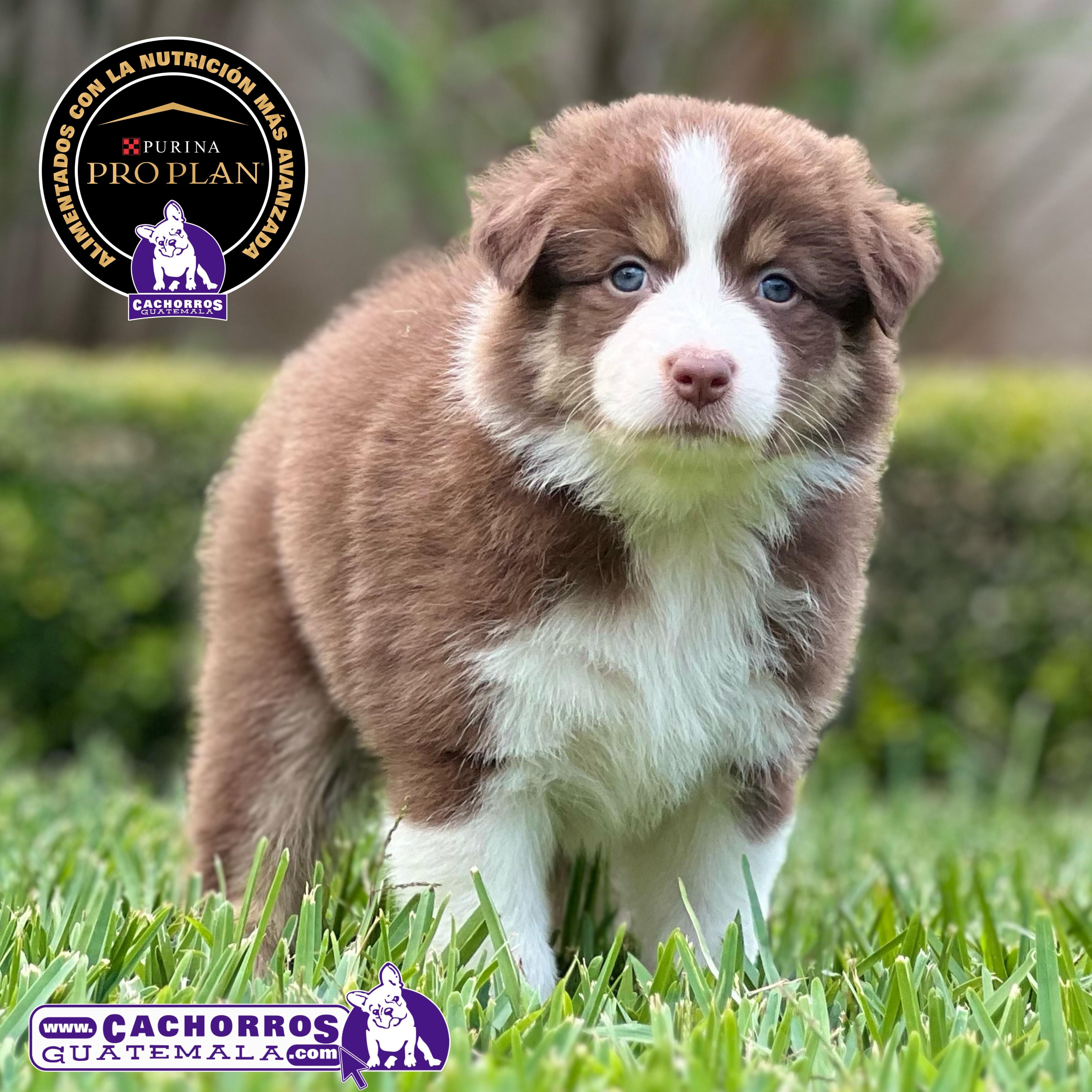 Espectacular Pastor Australiano Assie