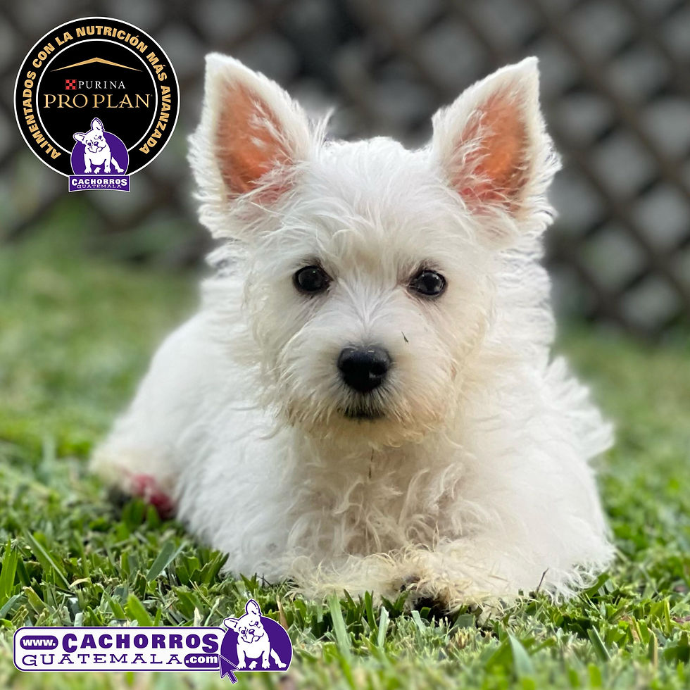 Miniatura: Preciosa Westy