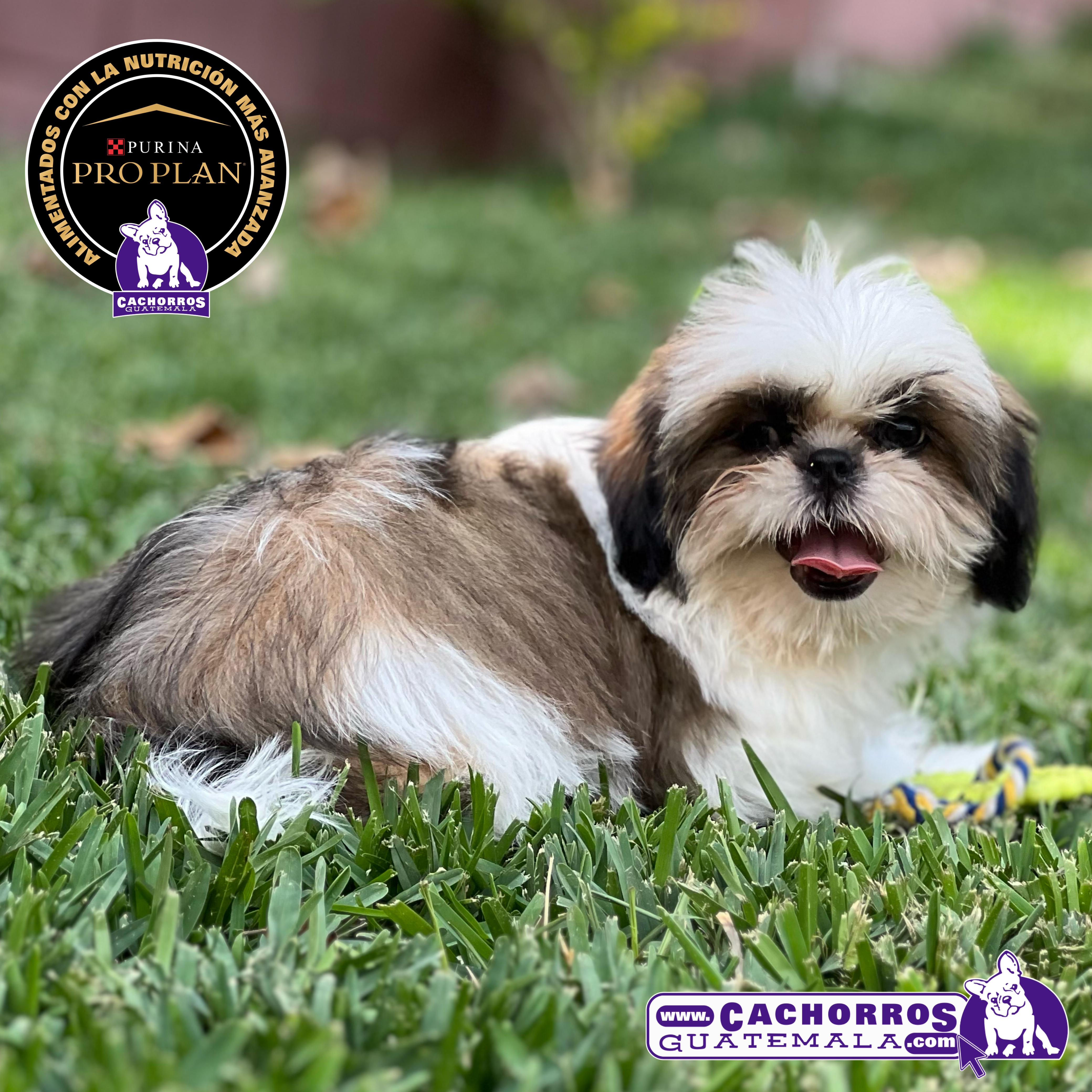 Hermoso Shih Tzu