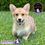 Miniatura: Hermoso Welsh Corgi Pembroke