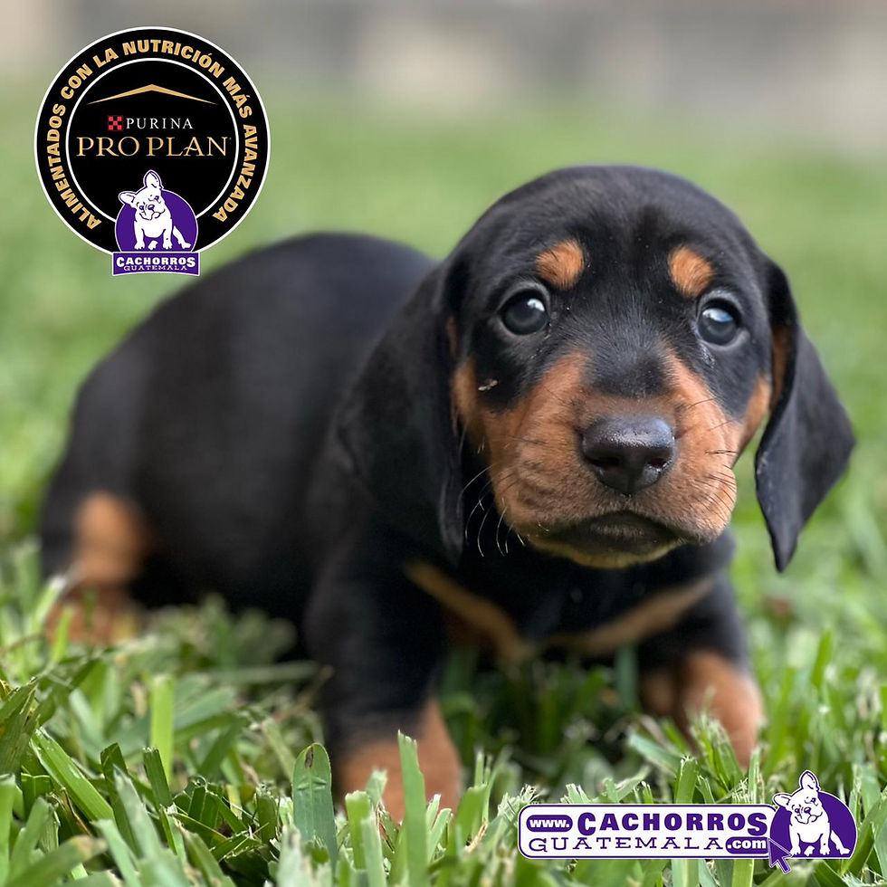 Miniatura: Hermoso Dachshund (Salchicha)