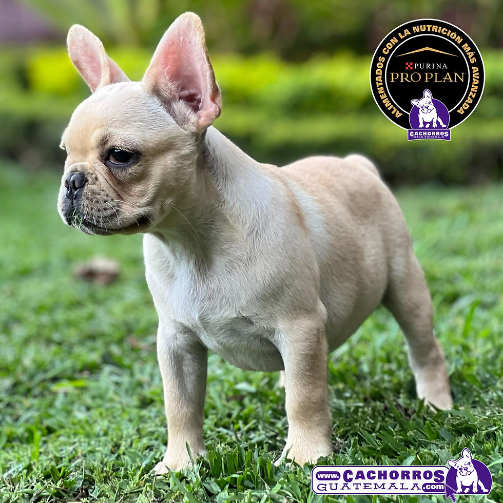 Miniatura: Espectacular Bulldog Francés