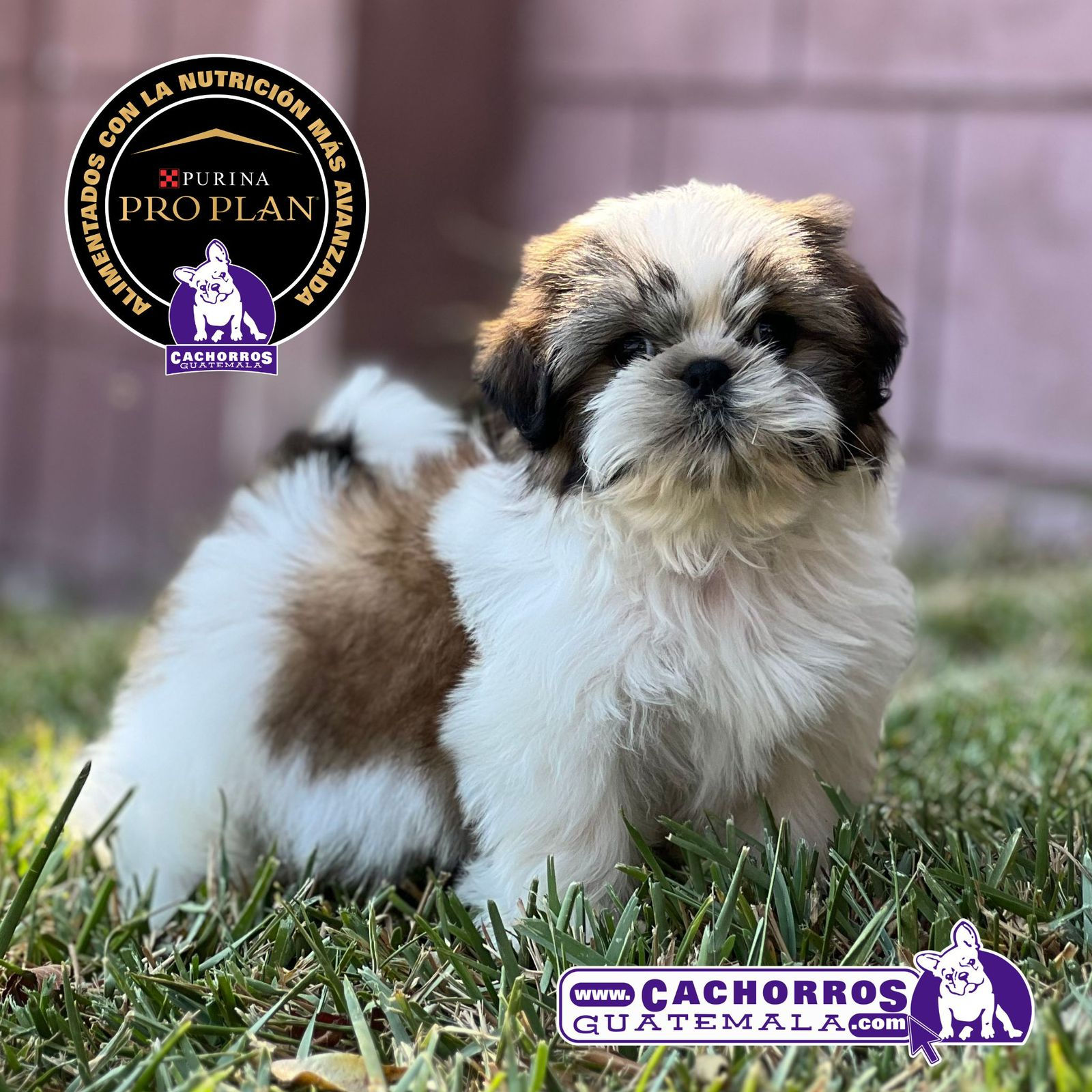 Hermoso Shih Tzu