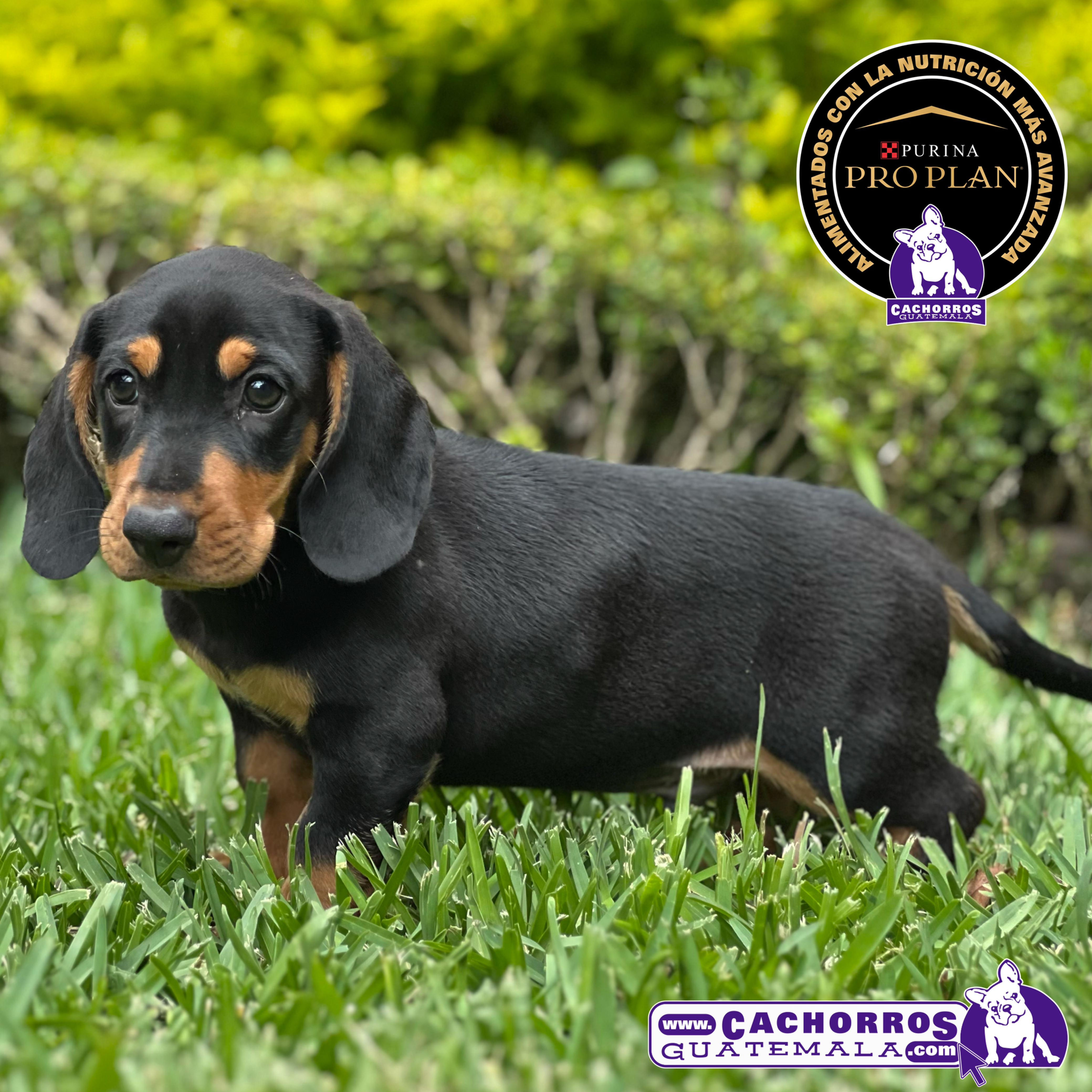 Hermoso Dachshund (Salchicha)