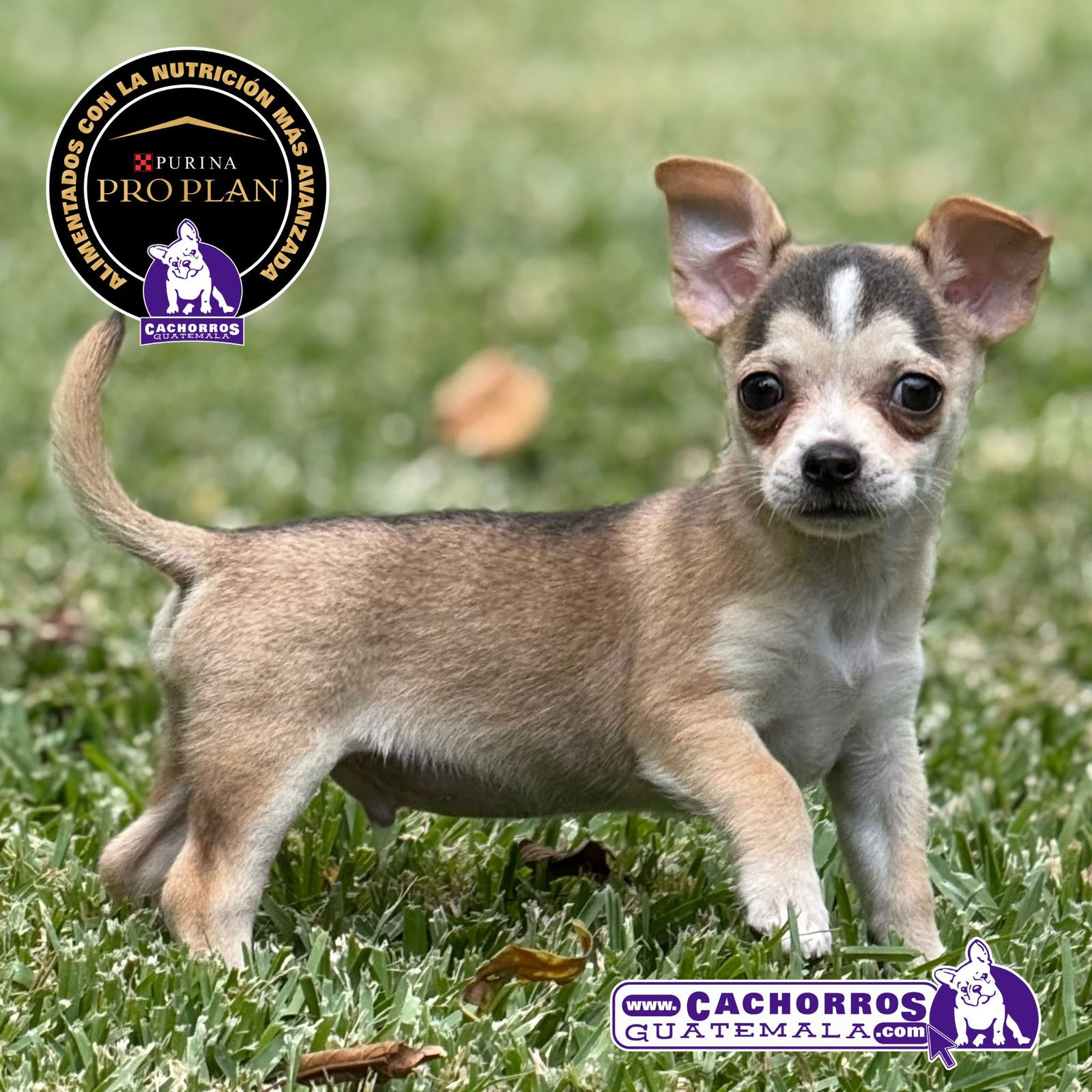 Guapo Chihuahua