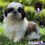 Miniatura: Hermoso Shih Tzu