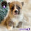 Miniatura: Preciosa Welsh Corgi Pembroke
