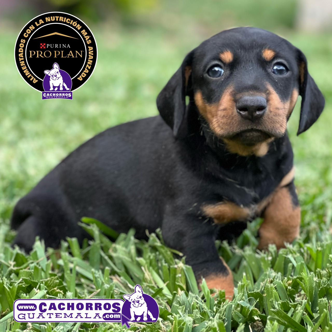 Hermosa Dachshund (Salchicha)