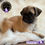 Miniatura: Guapo Pug
