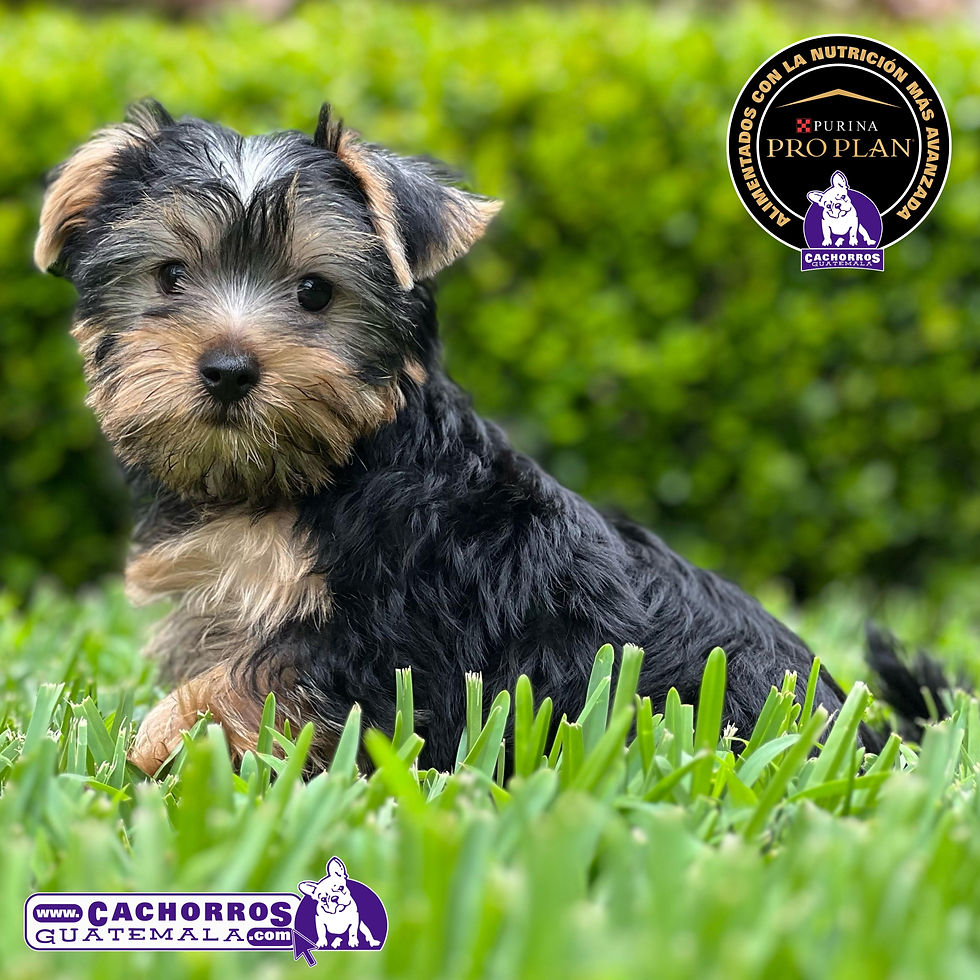 Miniatura: Hermosa Yorkshire Terrier