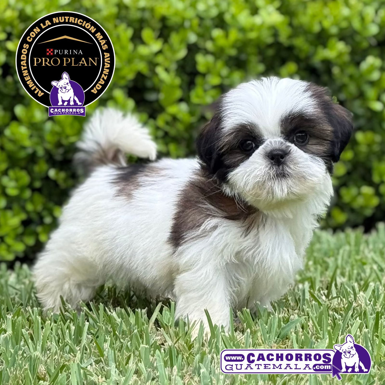 Hermosa Shih Tzu
